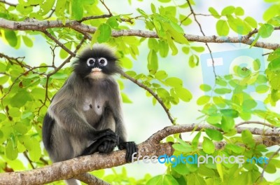 Dusky Leaf Monkey Or Trachypithecus Obscurus On Tree Stock Photo