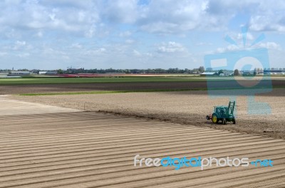 Dutch Bulb Field After Harvest Near Keukenhof Stock Photo