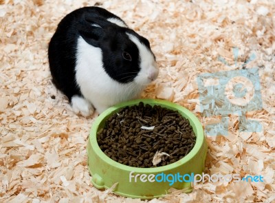 Dutch Rabbit Stock Photo