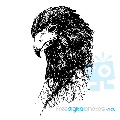 Eagle Bird Doodle Hand Drawn Stock Image