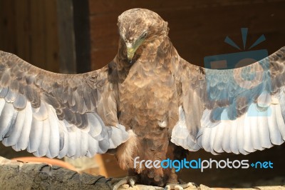 Eagle Praying Stock Photo
