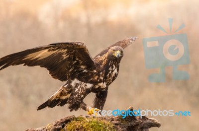 Eagles! Stock Photo