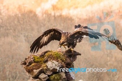 Eagles! Stock Photo