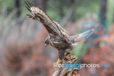 Eagles! Stock Photo