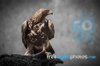 Eagles! Stock Photo