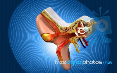 Ear Anatomy Stock Image