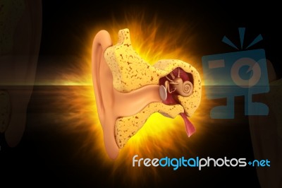 Ear Anatomy Stock Image