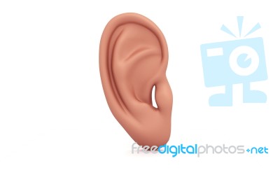 Ear Anatomy Stock Image