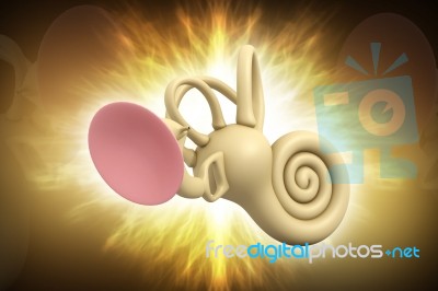 Ear Anatomy Stock Image