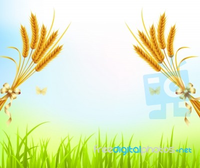 Ear Of Corn Concept Stock Image
