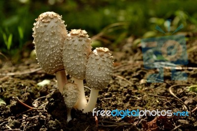 Early Growth Shaggy Manes Stock Photo