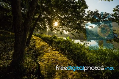Early Morning Sun In Forest Stock Photo