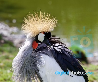 East African Crowned Crane Is Looking At His Feathers Stock Photo East African Crowned Crane Is Looking At His Feathers Stock Photo