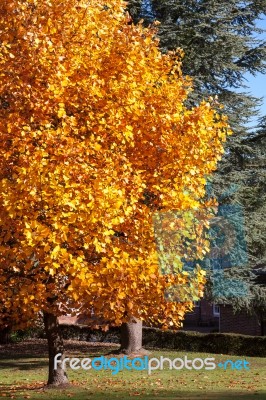 East Grinstead, West Sussex/uk - October 26 : Tulip Trees (lirio… Stock Photo