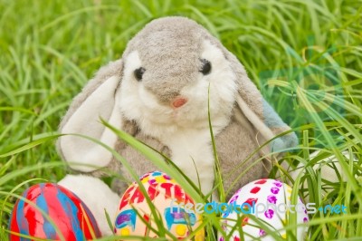 Easter Bunny Stock Photo