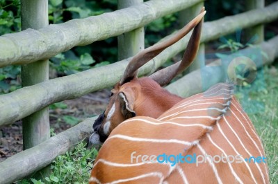 Eastern Bongo (tragelaphus Eurycerus Isaaci) Stock Photo