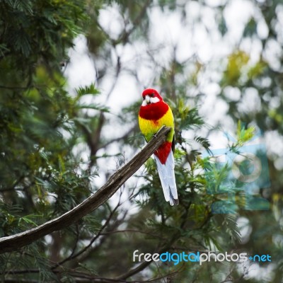 Eastern Rosella Resting On A Branch Stock Photo
