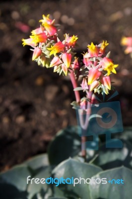 Echeveria Succulent Plant Flowers Stock Photo