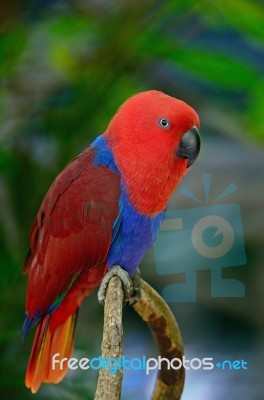 Eclectus Parrot Stock Photo