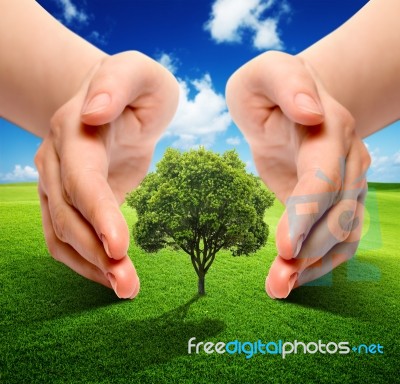 Ecology Tree Stock Image