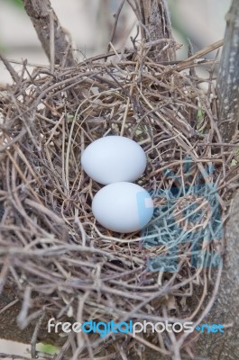 Egg On Bird Nest Stock Photo