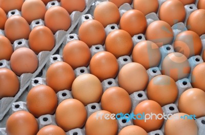 Eggs Stock Photo