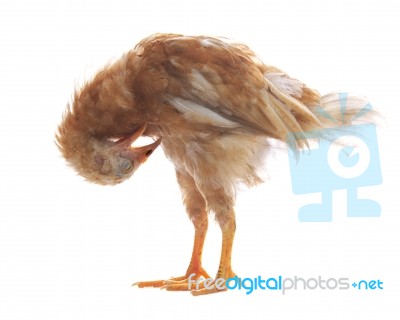 Eggs Hen Chicken Standing And Preening Plumage Feather Isolated Stock Photo