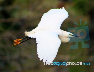 Egret Stock Photo