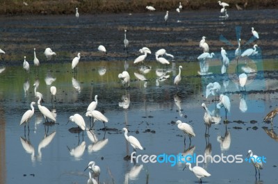 Egret In Rice Plantation Stock Photo
