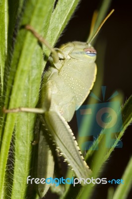 Egyptian Locust (anacridium Aegyptium) Stock Photo