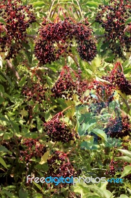 Elderberries Stock Photo