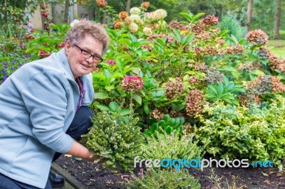 Elderly Woman Planting Heather In Garden Stock Photo
