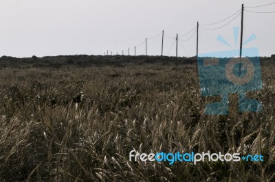 Electricity Wire On A Field Stock Photo