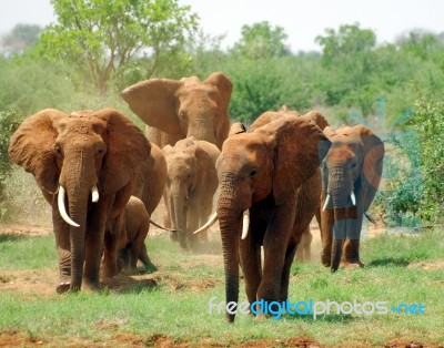 Elephant Stock Photo