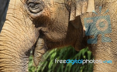 Elephant Stock Photo