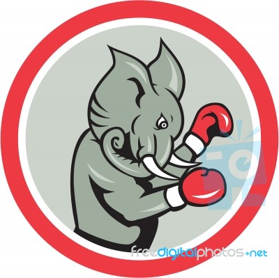 Elephant Boxer Boxing Circle Cartoon Stock Image
