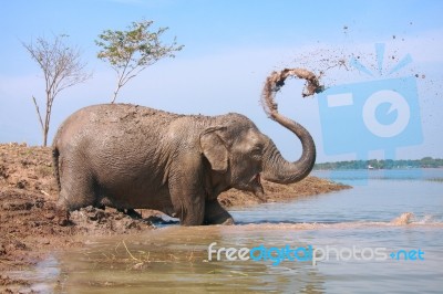 Elephant Play Water Stock Photo
