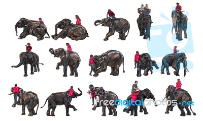 Elephant Show And Training With Mahout Stock Image