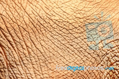 Elephant Skin Stock Photo