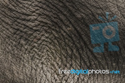 Elephant Skin Background Stock Photo
