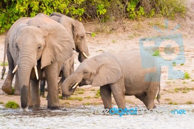 Elephants At The Bank Of Chobe River In Botswana Stock Photo