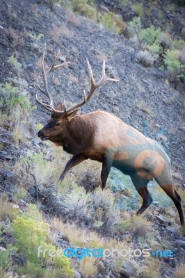 Elk Or Wapiti (cervus Canadensis) Stock Photo
