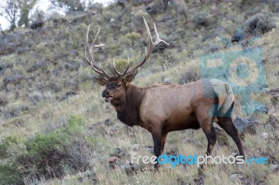 Elk Or Wapiti (cervus Canadensis) Stock Photo