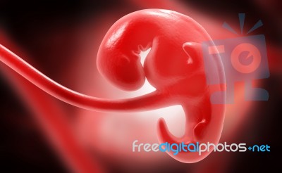 Embryonic Development Stock Image