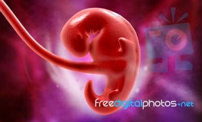 Embryonic Development Stock Image