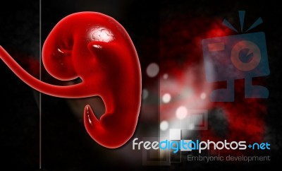 Embryonic Development Stock Image