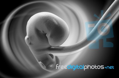 Embryonic Development Stock Image