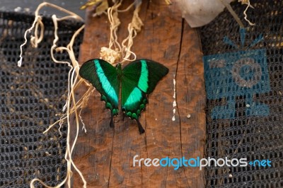 Emerald Swallowtail Butterfly (papilio Palinurus) Stock Photo