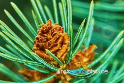Emerging Pine Cone Stock Photo