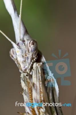 Empusa Pennata Stock Photo